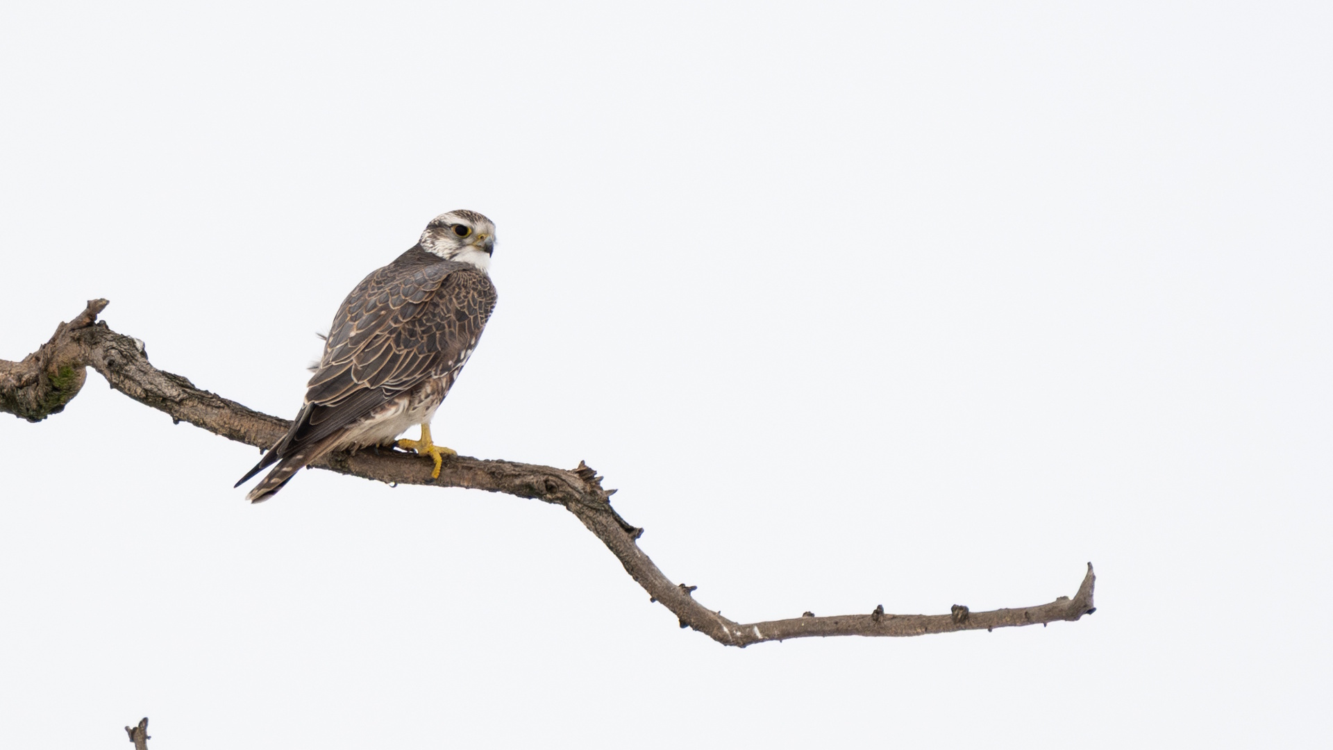 DSC_6871_Papp Csaba.jpg